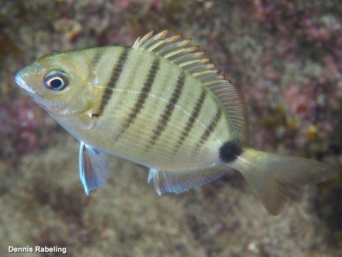 Moroccan White Seabream