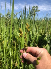 Carex alata