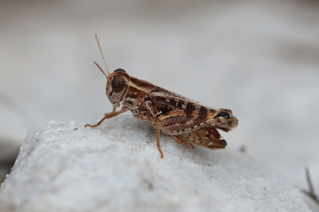 Caloptène de Barbarie