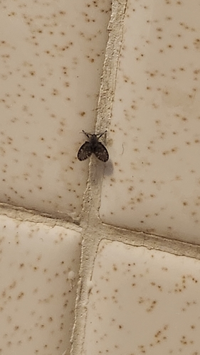 Unknown species found near Bradley & Beech Hill, Manchester, NH 03103, USA
