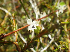 Muehlenbeckia complexa complexa