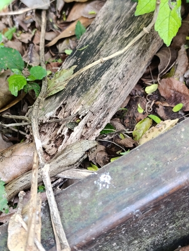 Coastal House Snake