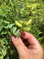 Astragalus neglectus