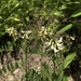 Cooper's Milkvetch - Photo (c) Andrew Lane Gibson, some rights reserved (CC BY-NC), uploaded by Andrew Lane Gibson