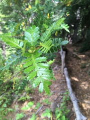 Weinmannia trichosperma
