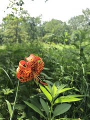Lilium michiganense