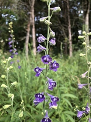 Delphinium exaltatum