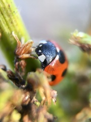 Coccinella septempunctata