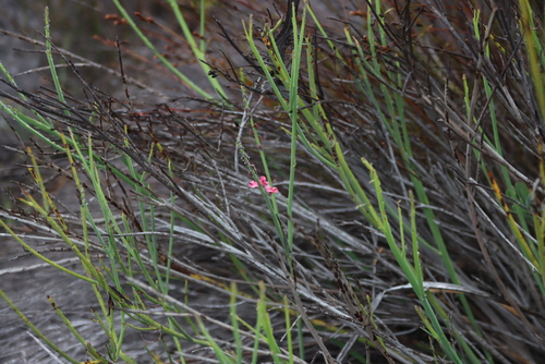 Gifberg Indigo (Indigofera gifbergensis)