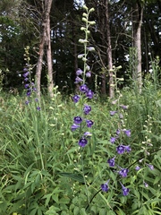 Delphinium exaltatum