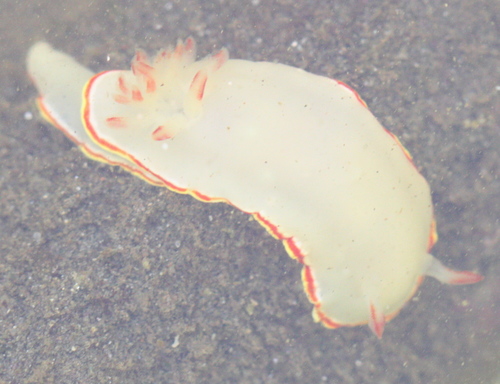 Chromolaichma sedna