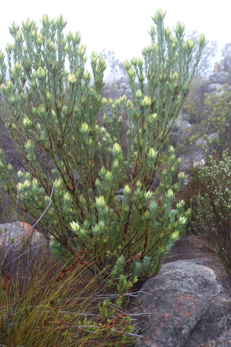 Ivory Conebush (Leucadendron procerum)