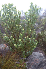 Leucadendron procerum, photograph (c) Tony Rebelo, some rights reserved (CC BY-SA)