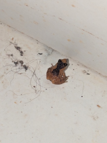 Coppersmith Frog, Raorchestes annandalii