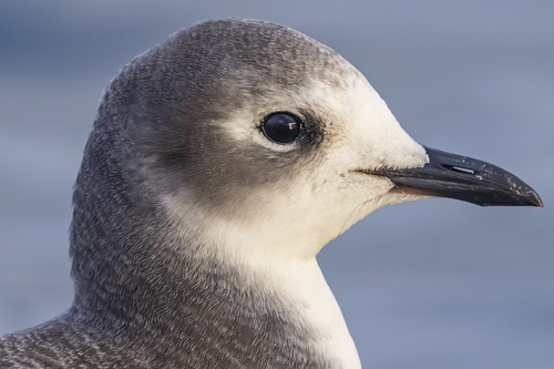 Sabine’s Gull｜叉尾鸥 / 萨宾鸥 参考照片