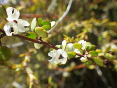 Muehlenbeckia complexa complexa