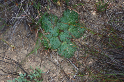 Paper Bearpaw (Arctopus monacanthus)