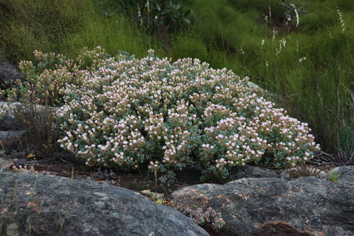 Oscularia lunata, photograph 5
