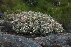 Oscularia lunata, photograph (c) Tony Rebelo, some rights reserved (CC BY-SA)
