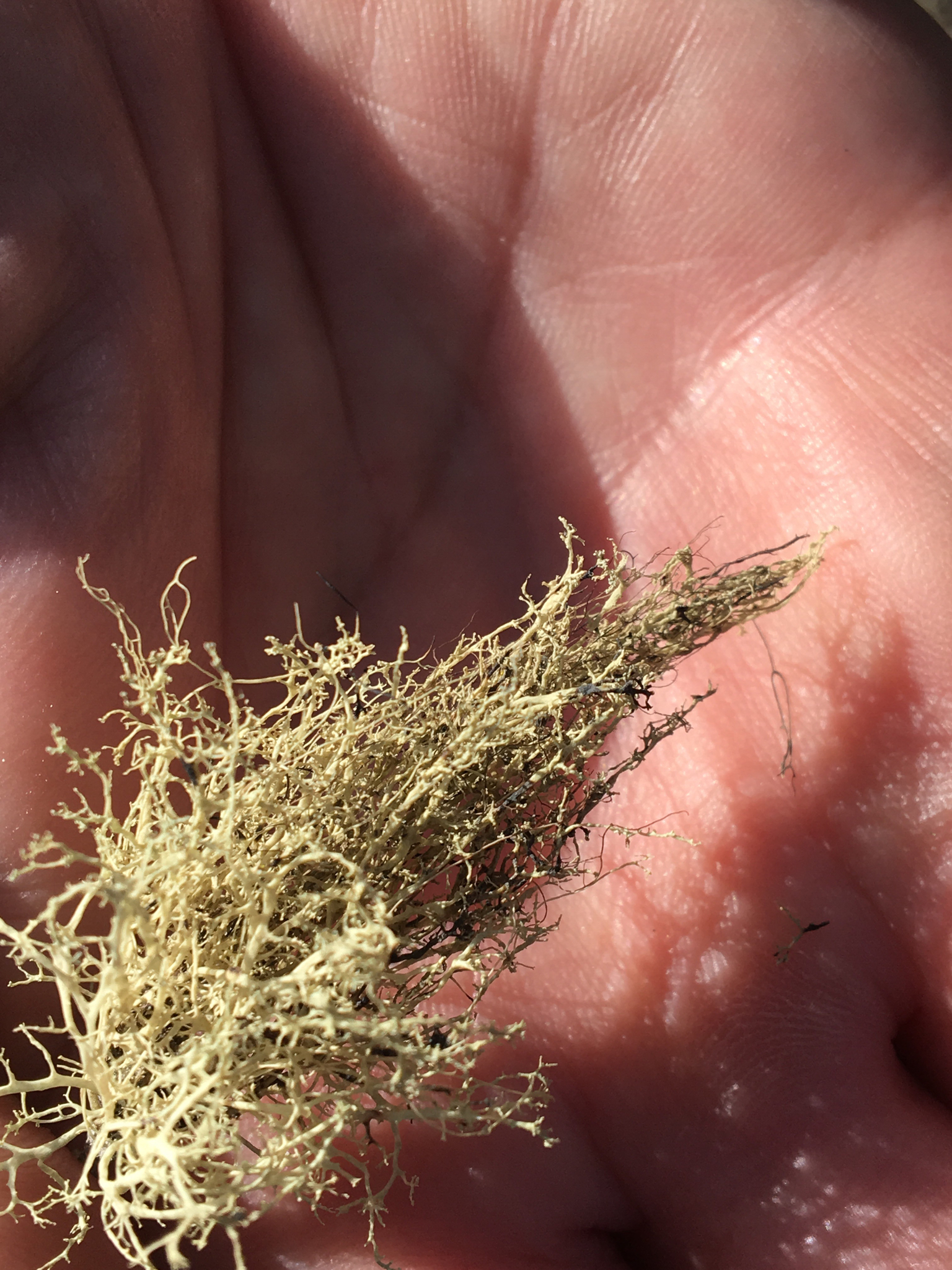 Ramalina roesleri image