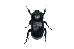 Phileurini