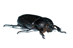 Phileurini