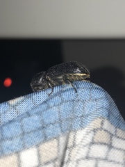 Prostephanus punctatus