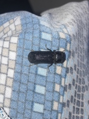 Prostephanus punctatus