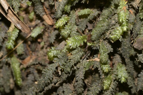 Mesochaete undulata observed 2025-10-12