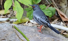 Turdus plumbeus