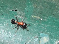 Dilobocondyla fouqueti