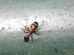 Dilobocondyla fouqueti