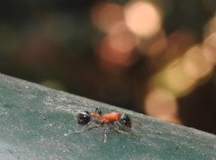 Dilobocondyla fouqueti