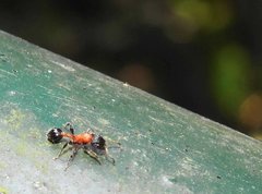 Dilobocondyla fouqueti