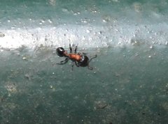 Dilobocondyla fouqueti