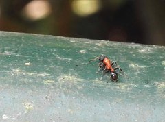 Dilobocondyla fouqueti