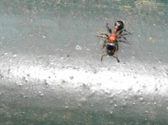 Dilobocondyla fouqueti