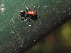 Dilobocondyla fouqueti
