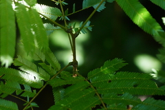 Pentaclethra macroloba