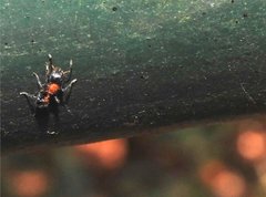Dilobocondyla fouqueti