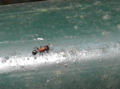 Dilobocondyla fouqueti
