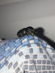 Prostephanus punctatus