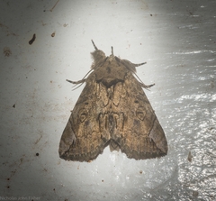 Plotheia exacta