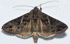 Ctenoplusia oxygramma