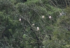 Bretschneidera sinensis