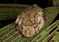 Scinax boulengeri