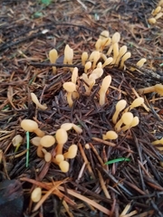 Cudoniaceae