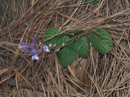 Bicolor Skullcap (Scutellaria discolor)