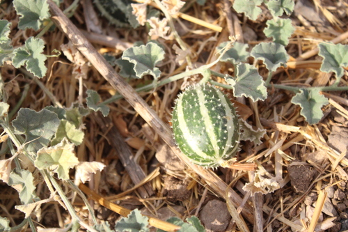 Cucumis prophetarum, photograph 4