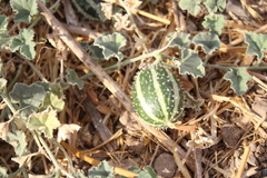 Cucumis prophetarum, photograph (c) yelena_antipova, some rights reserved (CC BY)